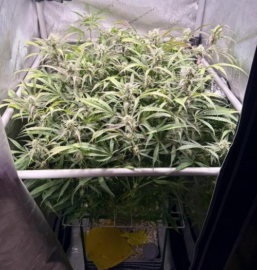 Zamnesia Auto F1 #1. Week 10 - Pineapple