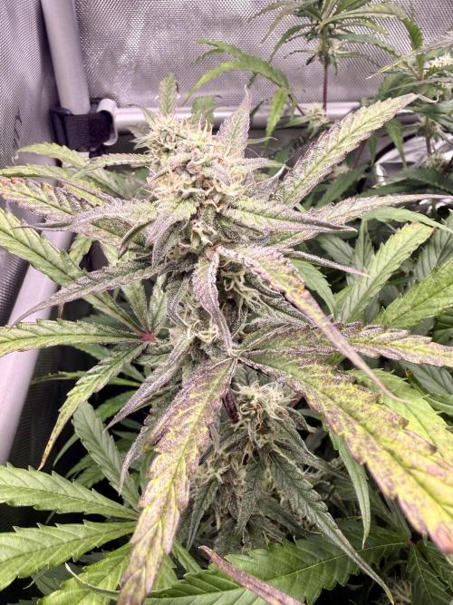 Zamnesia Auto F1 #1. Week 10 - Pineapple