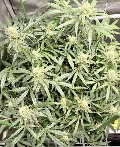 Zamnesia Auto F1 #1. Week 10 - Runtz