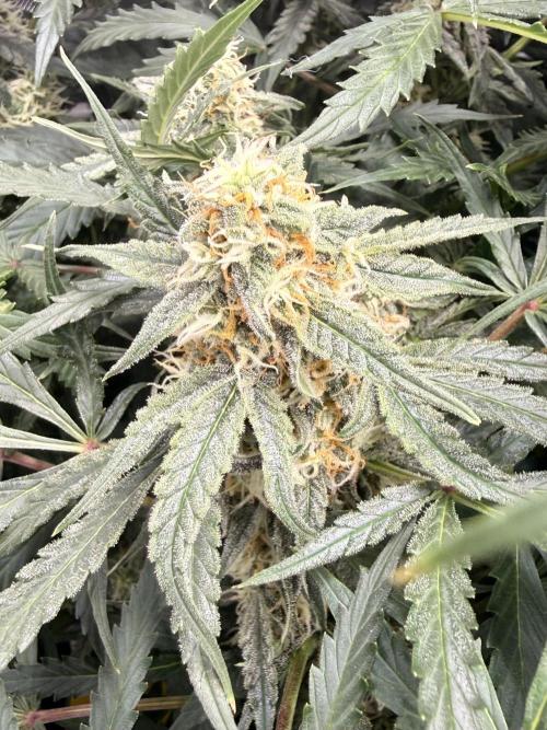 Zamnesia Auto F1 #1. Week 10 - Runtz