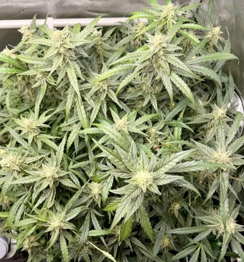 Zamnesia Auto F1 #1. Week 10 - Wurlz