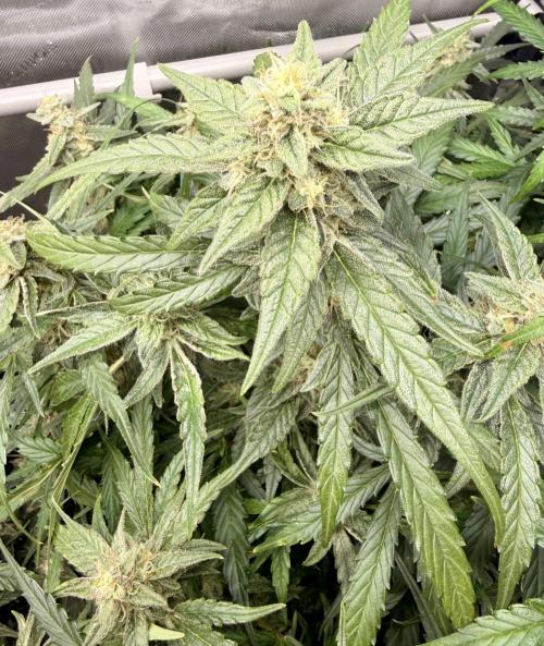 Zamnesia Auto F1 #1. Week 10 - Wurlz