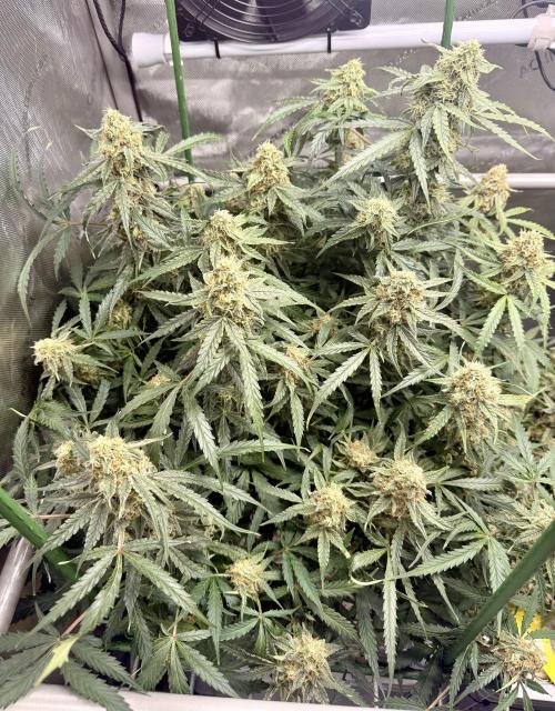 Zamnesia Auto F1 #1. Week 11 - Runtz