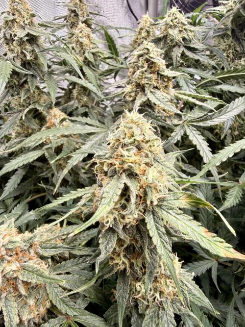 Zamnesia Auto F1 #1. Week 11 - Runtz