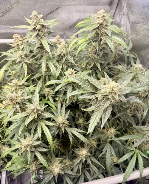 Zamnesia Auto F1 #1. Week 11 - Wurlz