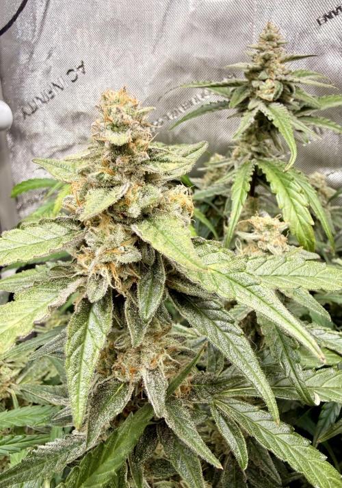 Zamnesia Auto F1 #1. Week 11 - Wurlz
