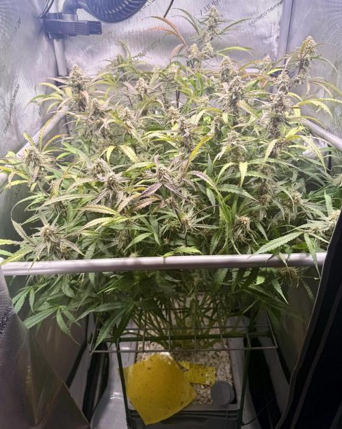 Zamnesia Auto F1 #1. Week 11 - Pineapple 