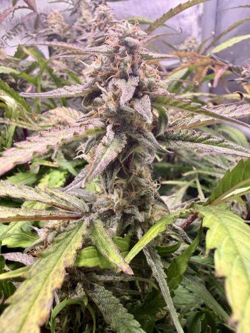 Zamnesia Auto F1 #1. Week 11 - Pineapple 