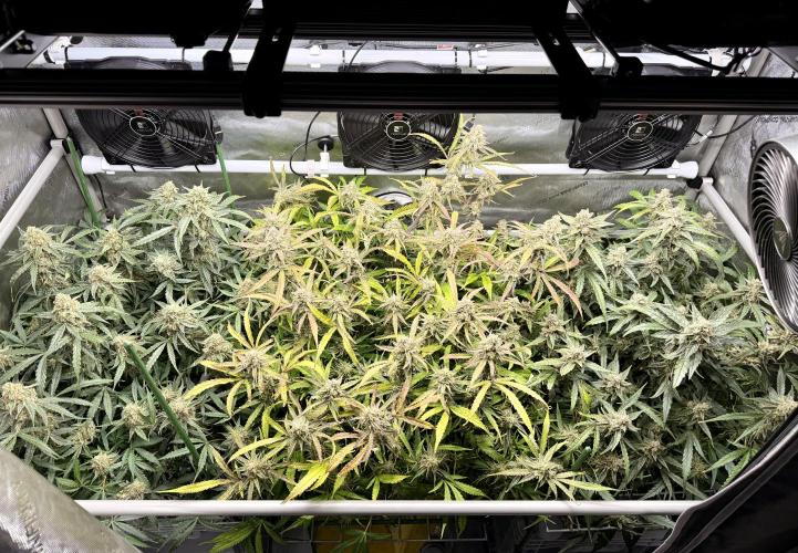 Zamnesia Auto F1 #1. Week 12