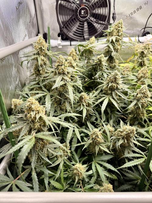 Zamnesia Auto F1 #1. Week 12 - Runtz