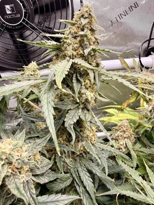 Zamnesia Auto F1 #1. Week 12 - Runtz