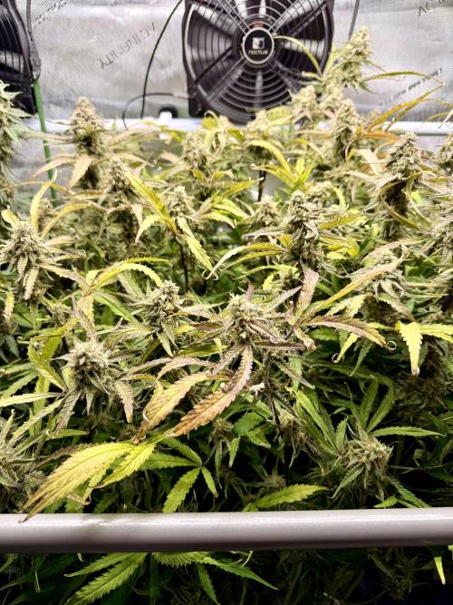 Zamnesia Auto F1 #1. Week 12 - Pineapple 