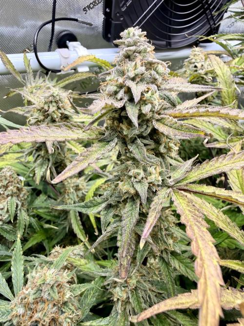 Zamnesia Auto F1 #1. Week 12 - Pineapple 