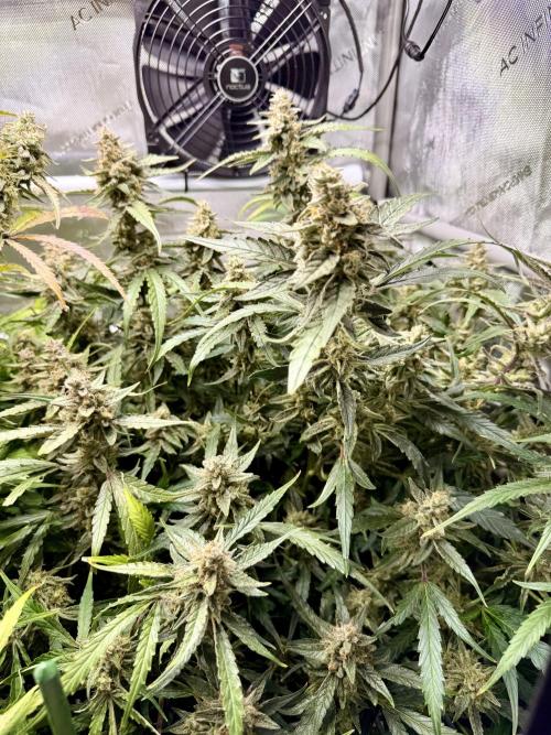 Zamnesia Auto F1 #1. Week 12 - Wurlz 