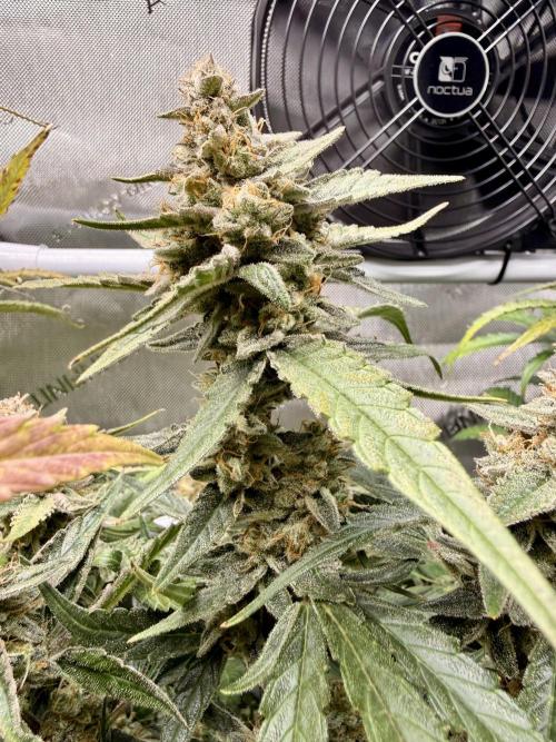 Zamnesia Auto F1 #1. Week 12 - Wurlz