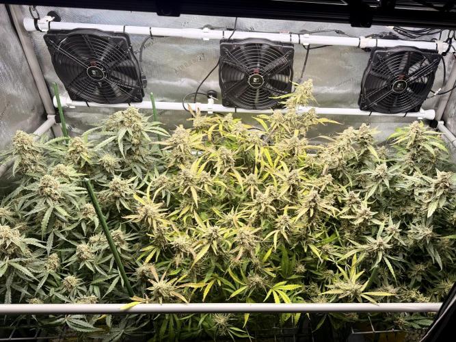 Zamnesia Auto F1 #1. Week 13