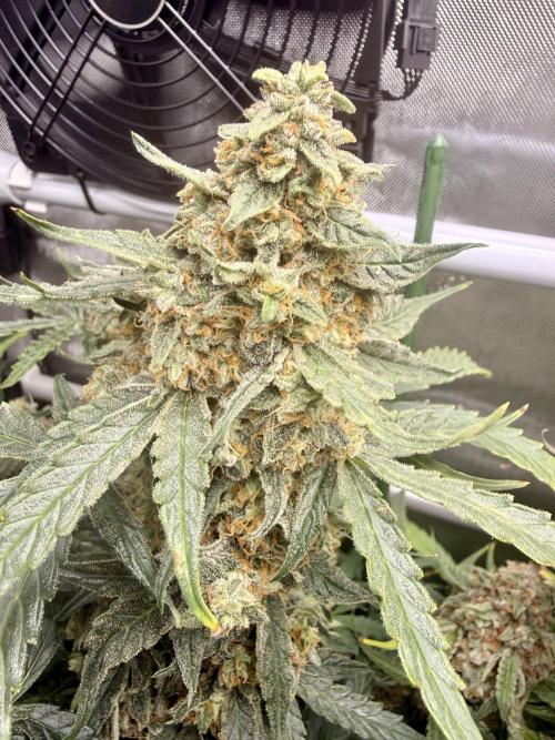 Zamnesia Auto F1 #1. Week 13 - Runtz