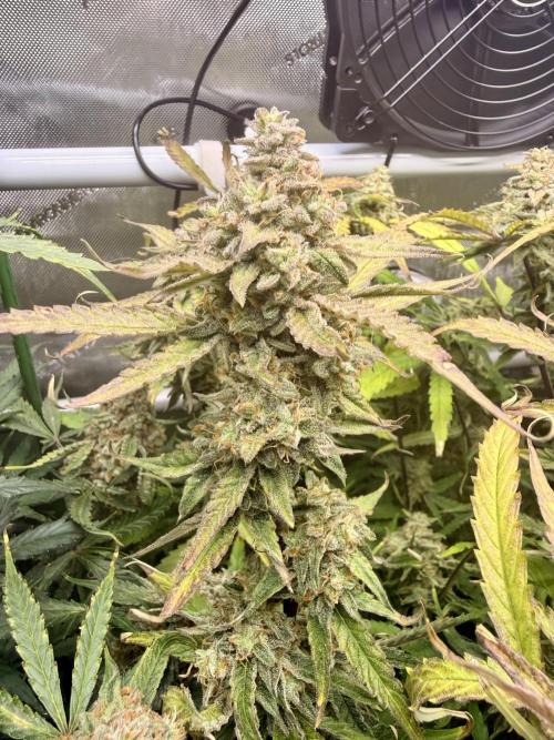 Zamnesia Auto F1 #1. Week 13 - Pineapple