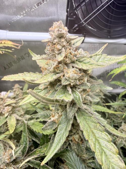 Zamnesia Auto F1 #1. Week 13 - Wurlz