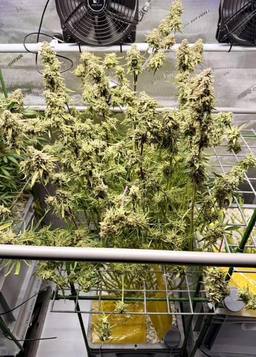 Zamnesia Auto F1 #1. Week 14