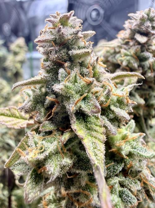 Zamnesia Auto F1 #1. Week 14