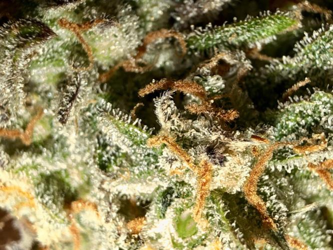 Zamnesia Auto F1 #1. Week 14