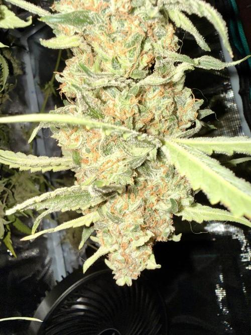 Zamnesia Auto F1 #1. Week 14