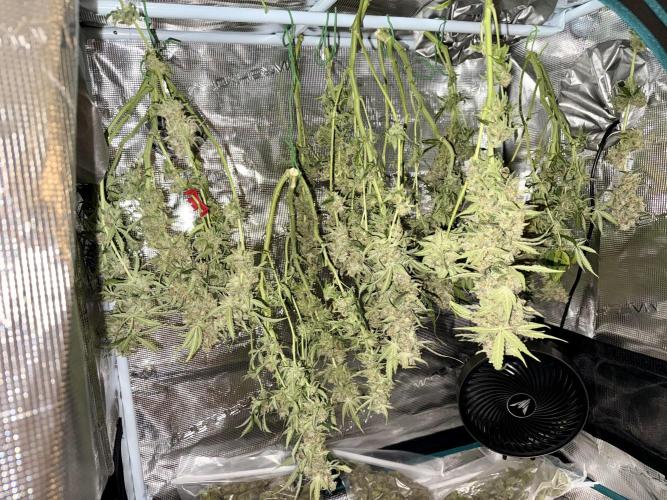 Zamnesia Auto F1 #1. Week 14