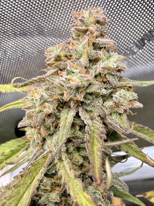 Zamnesia Auto F1 #1. Week 14