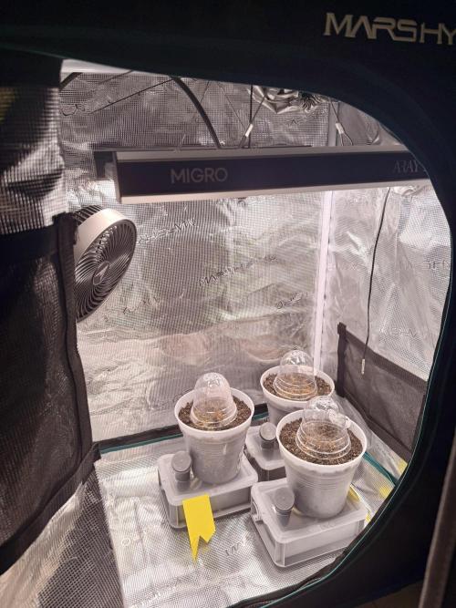 Greenhouse Photo #1. Week 0