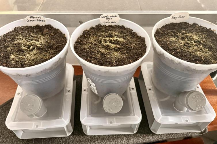 Greenhouse Photo #1. Week 0