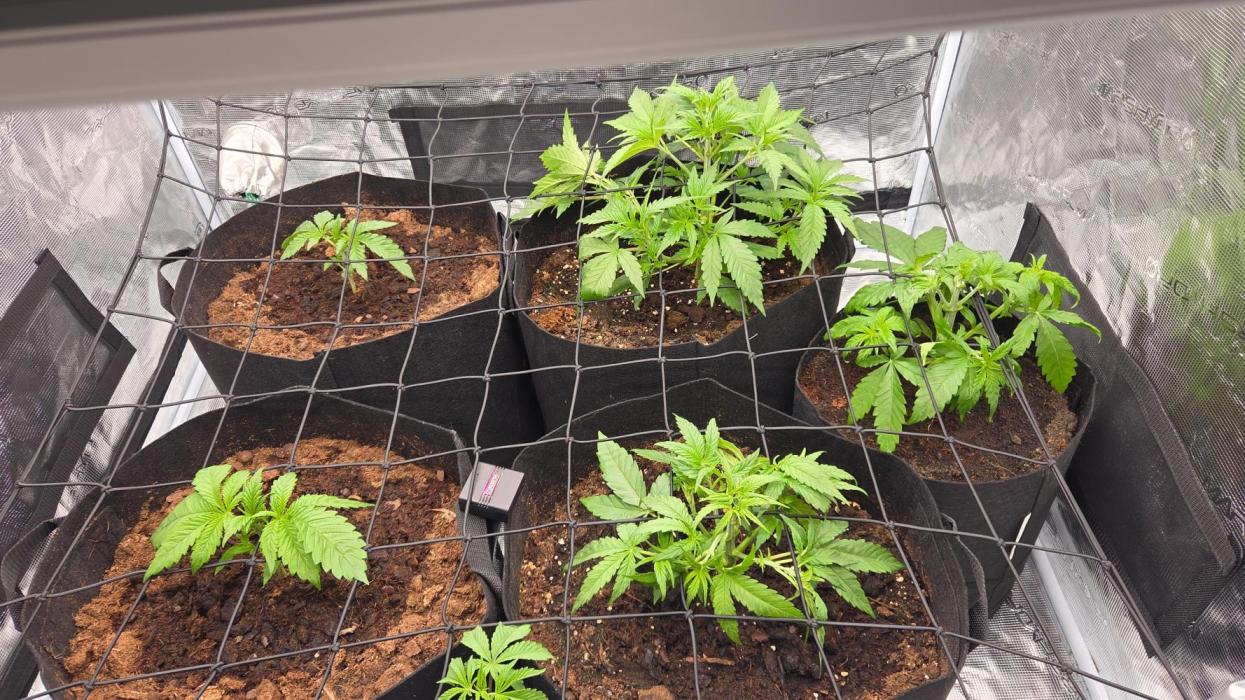 4x4 Mars hydro. Week 3