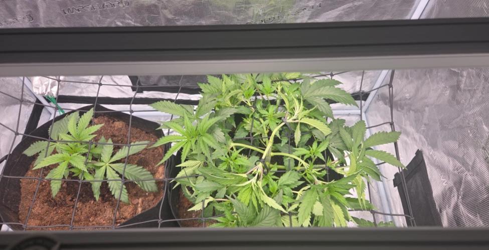 4x4 Mars hydro. Week 4