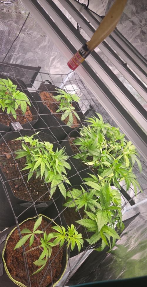 4x4 Mars hydro. Week 4