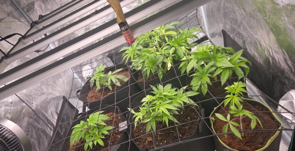 4x4 Mars hydro. Week 4