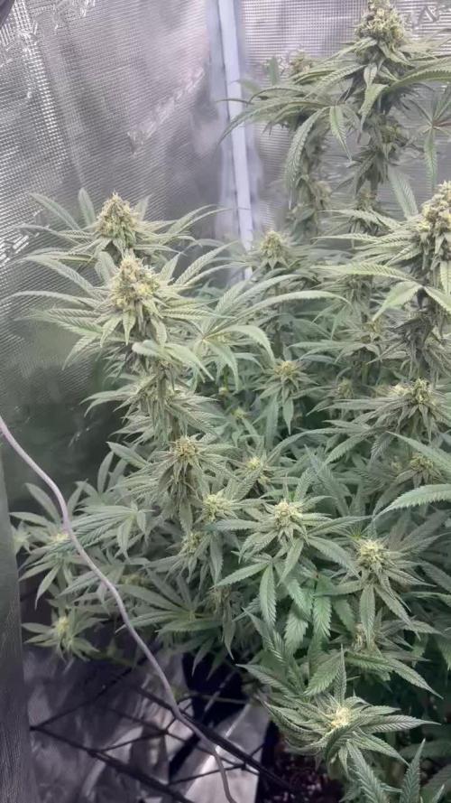 4x2 Mars Hydro