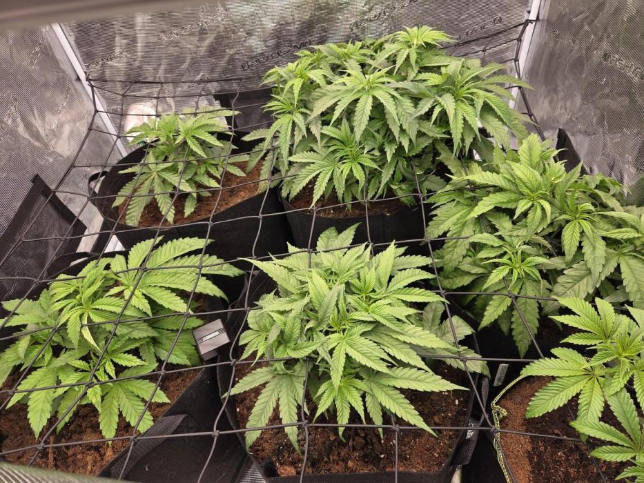 4x4 Mars hydro. Week 5