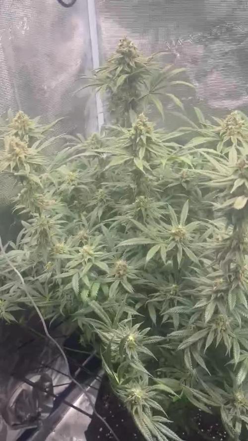 4x2 Mars Hydro
