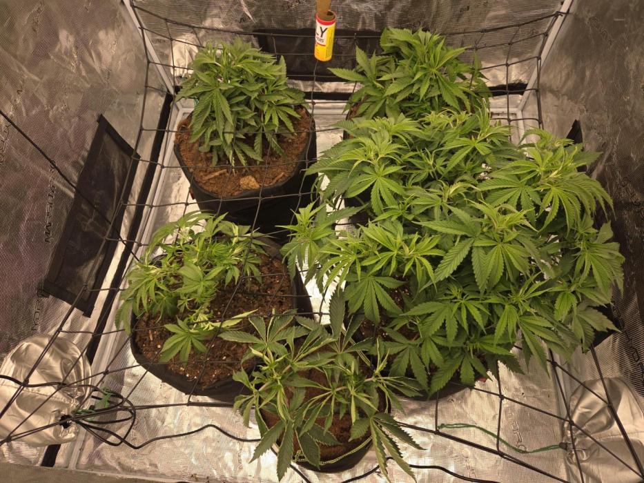 4x4 Mars hydro. Week 6 - Lovely