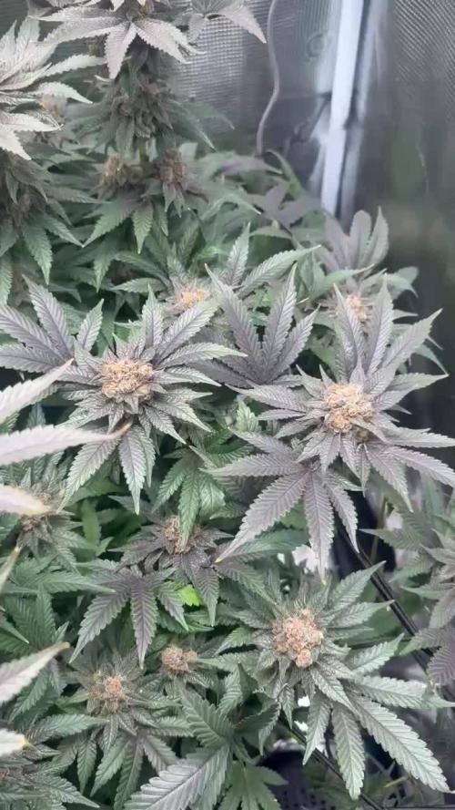 4x2 Mars Hydro