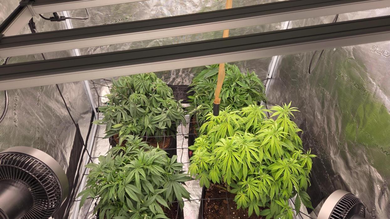 4x4 Mars hydro. Week 7 - Real problem with fungus gnats.
Trying to repair with neem and a biobizz spray 