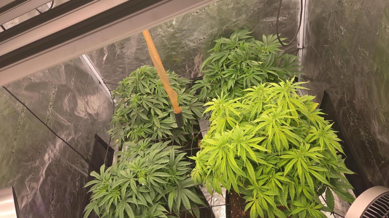 4x4 Mars hydro. Week 8 - Pests are slowly leaving 
Working the neem oil