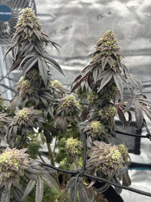 Black Cherry Gushers. Week 11