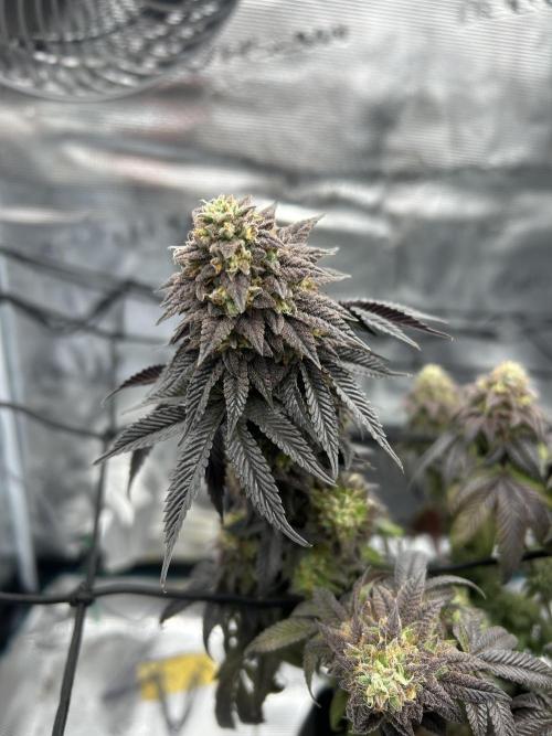 Black Cherry Gushers. Week 11