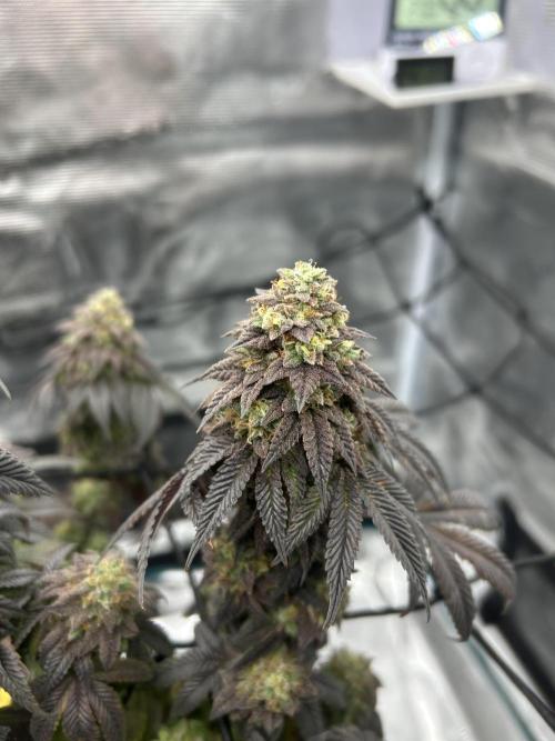 Black Cherry Gushers. Week 11