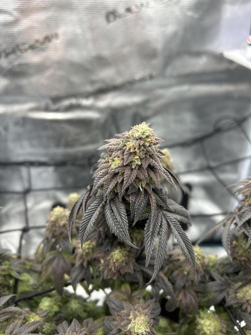 Black Cherry Gushers. Week 11