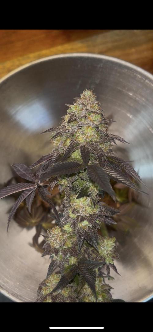 Black Cherry Gushers. Week 12