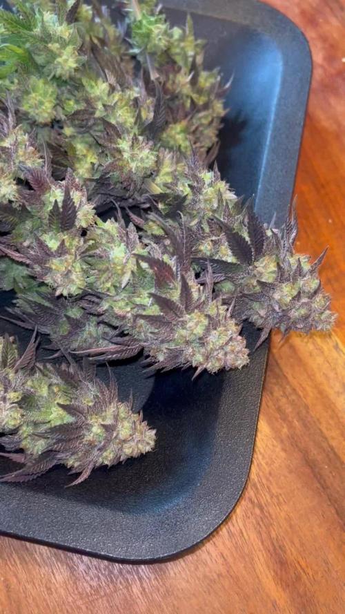 Black Cherry Gushers