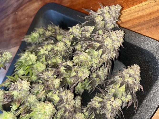 Black Cherry Gushers. Week 12