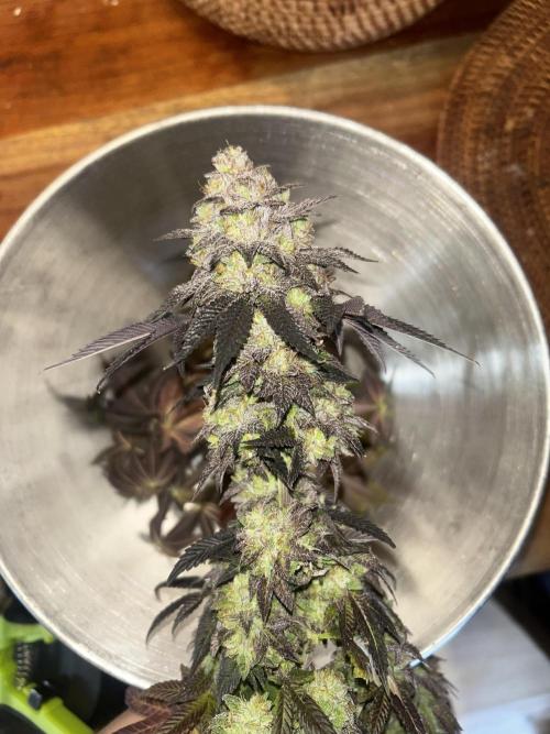 Black Cherry Gushers. Week 12